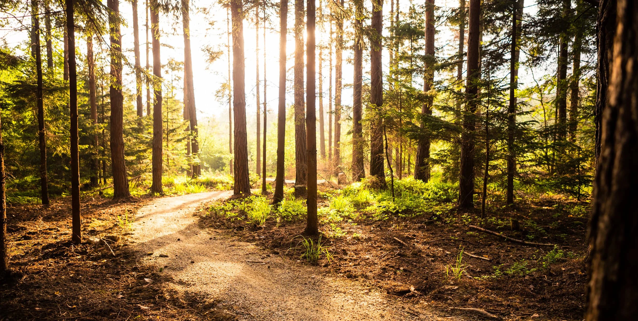 Sunlit forest path